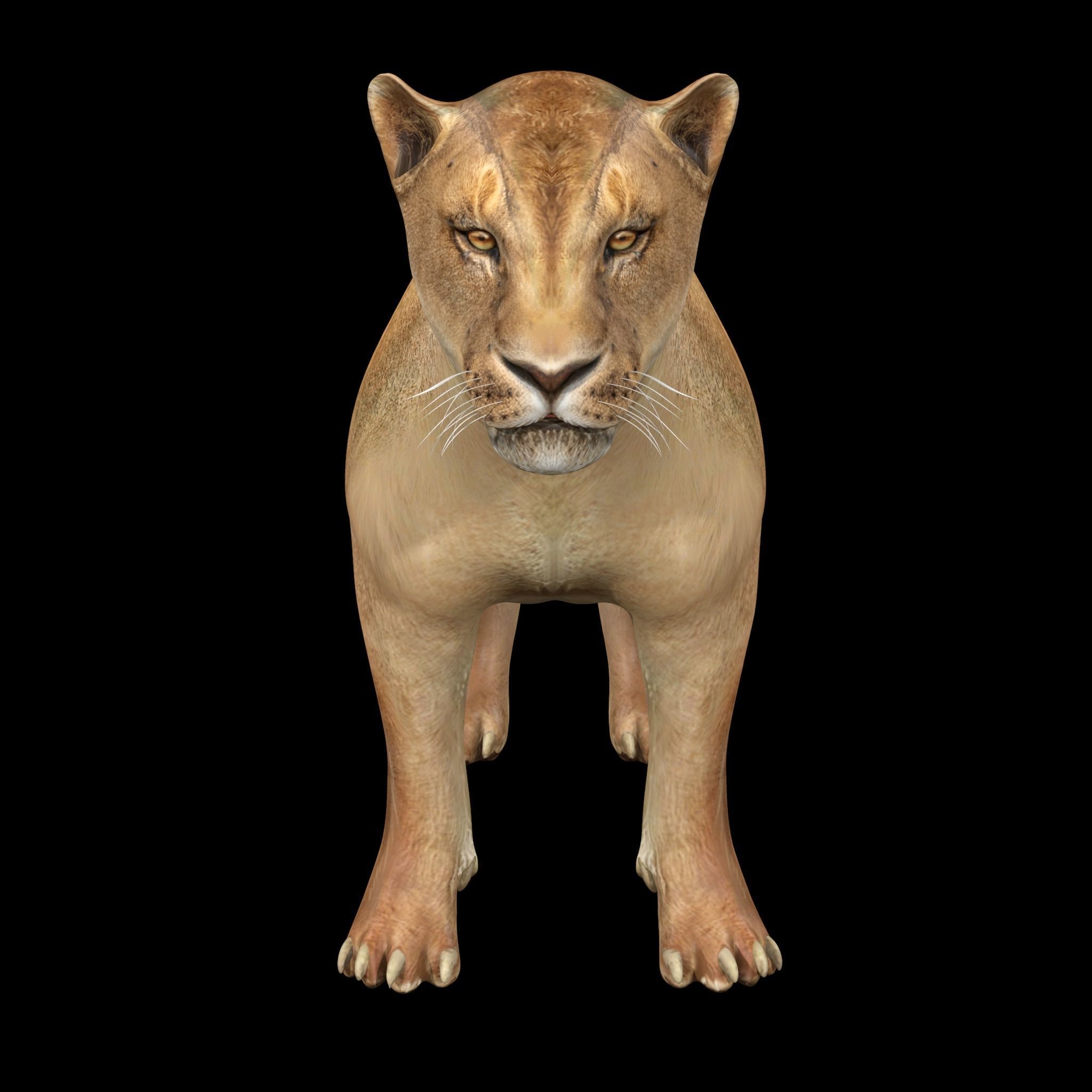 Lion female - Lioness Rig Low-poly 3D model_4