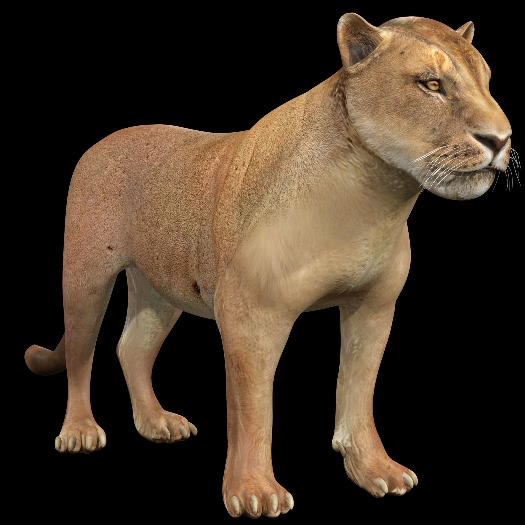 Lion female - Lioness Rig Low-poly 3D model_2