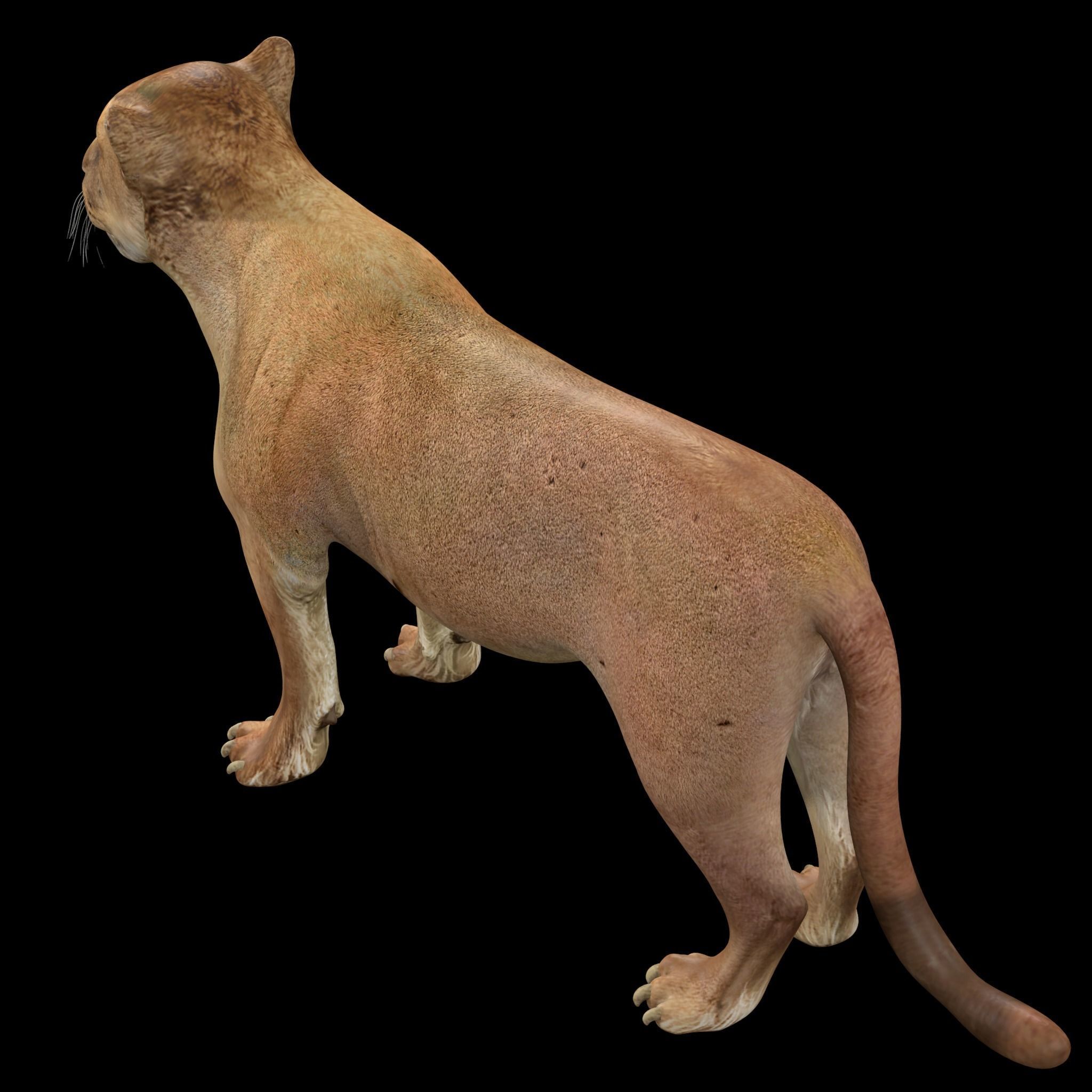 Lion female - Lioness Rig Low-poly 3D model_3