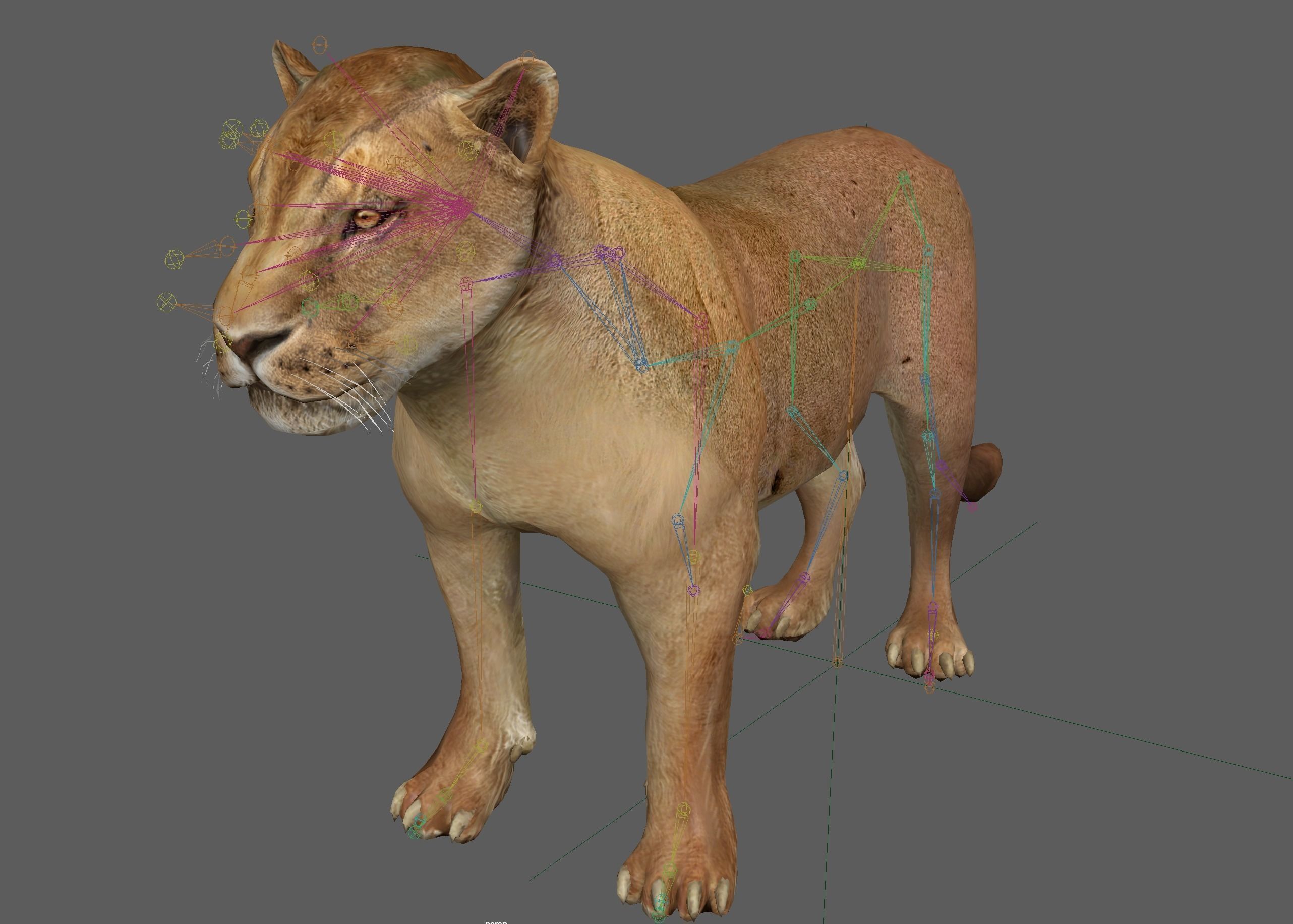 Lion female - Lioness Rig Low-poly 3D model_7