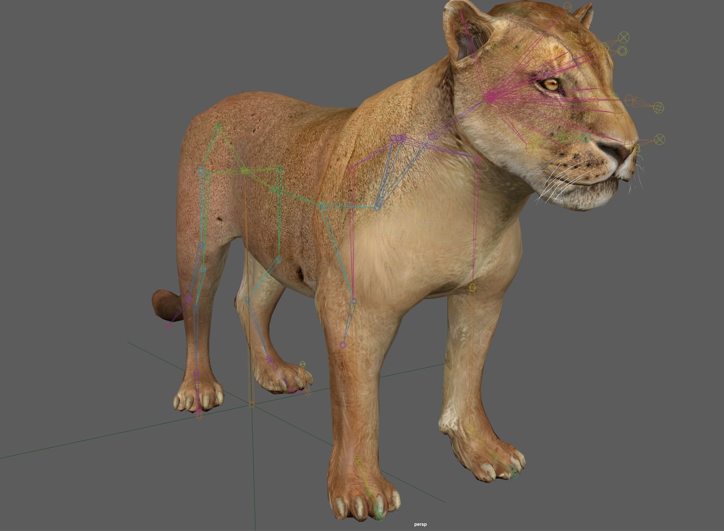 Lion female - Lioness Rig Low-poly 3D model_15