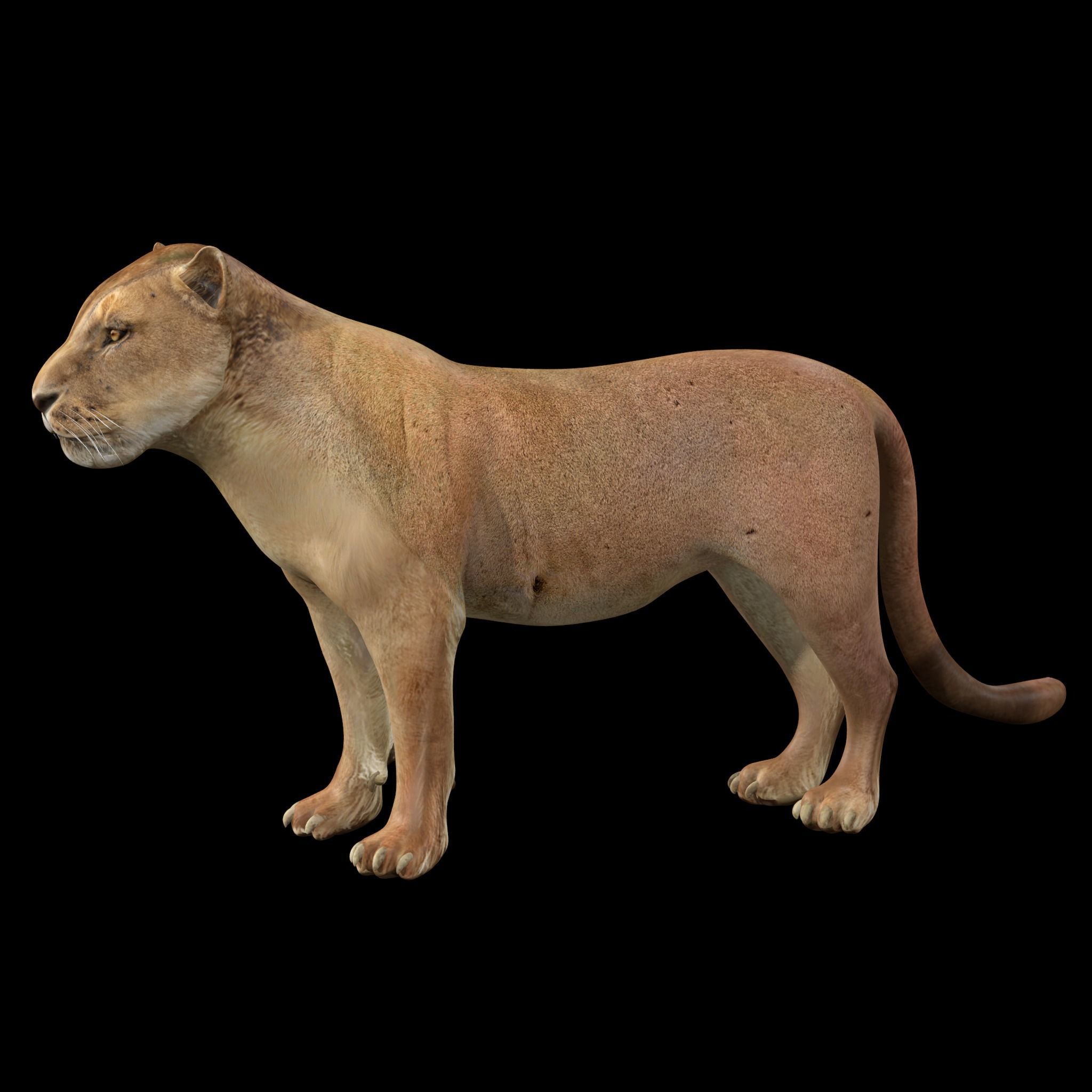 Lion female - Lioness Rig Low-poly 3D model_5