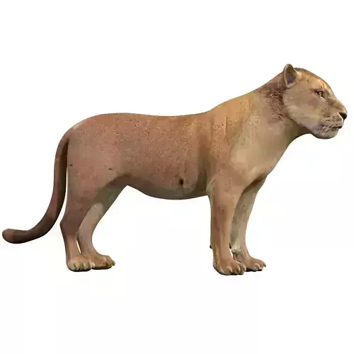 Lion female - Lioness Rig Low-poly 3D model Lion female - Lioness Rig Low-poly 3D model