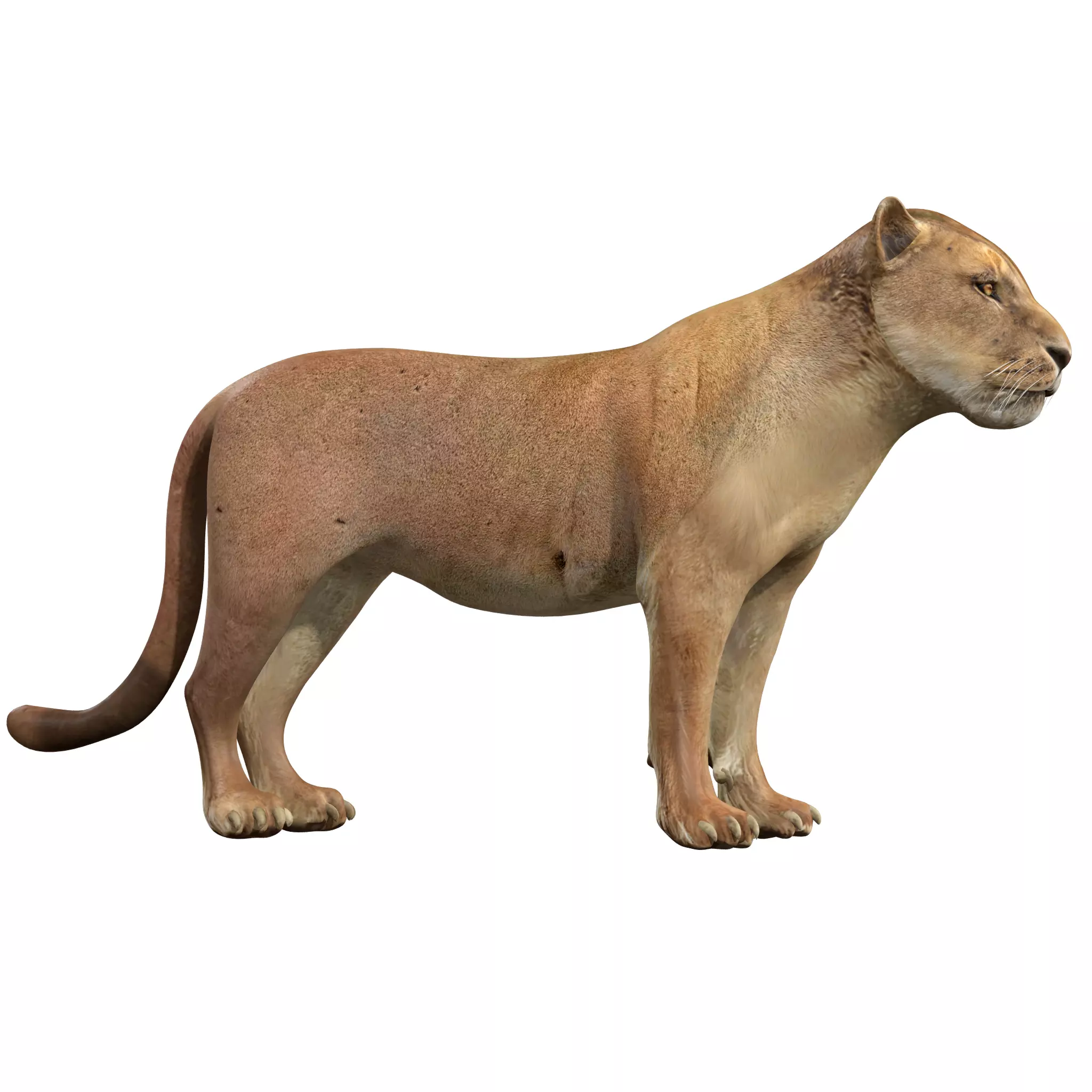 Lion female - Lioness Rig Low-poly 3D model_0