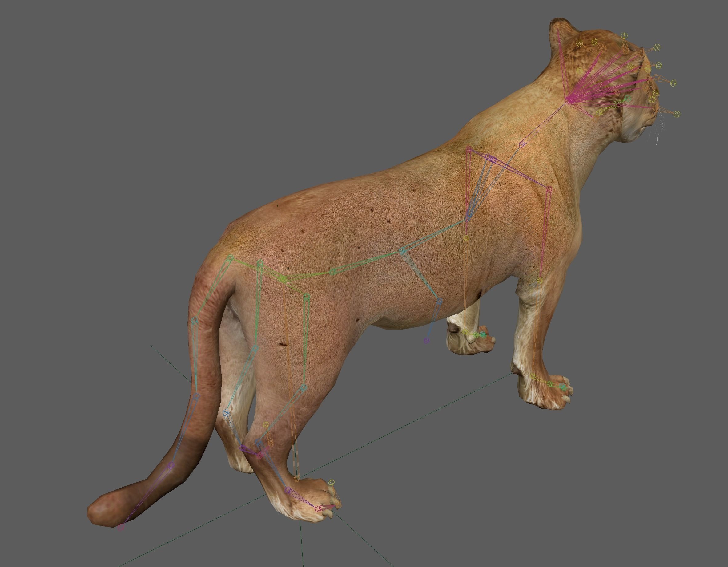 Lion female - Lioness Rig Low-poly 3D model_17