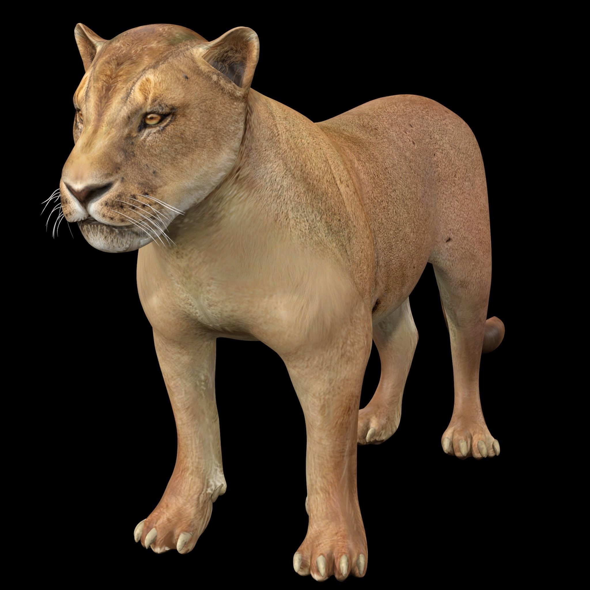 Lion female - Lioness Rig Low-poly 3D model_1