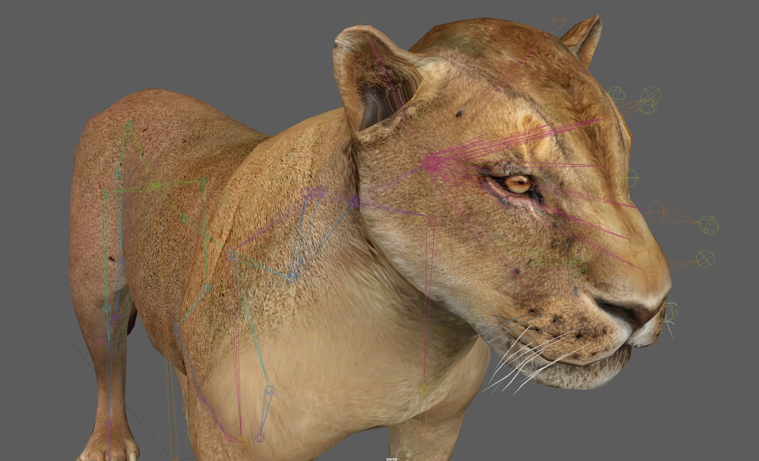 Lion female - Lioness Rig Low-poly 3D model_11