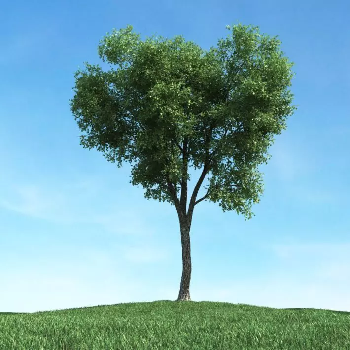 Leafy Tree 3D model_0