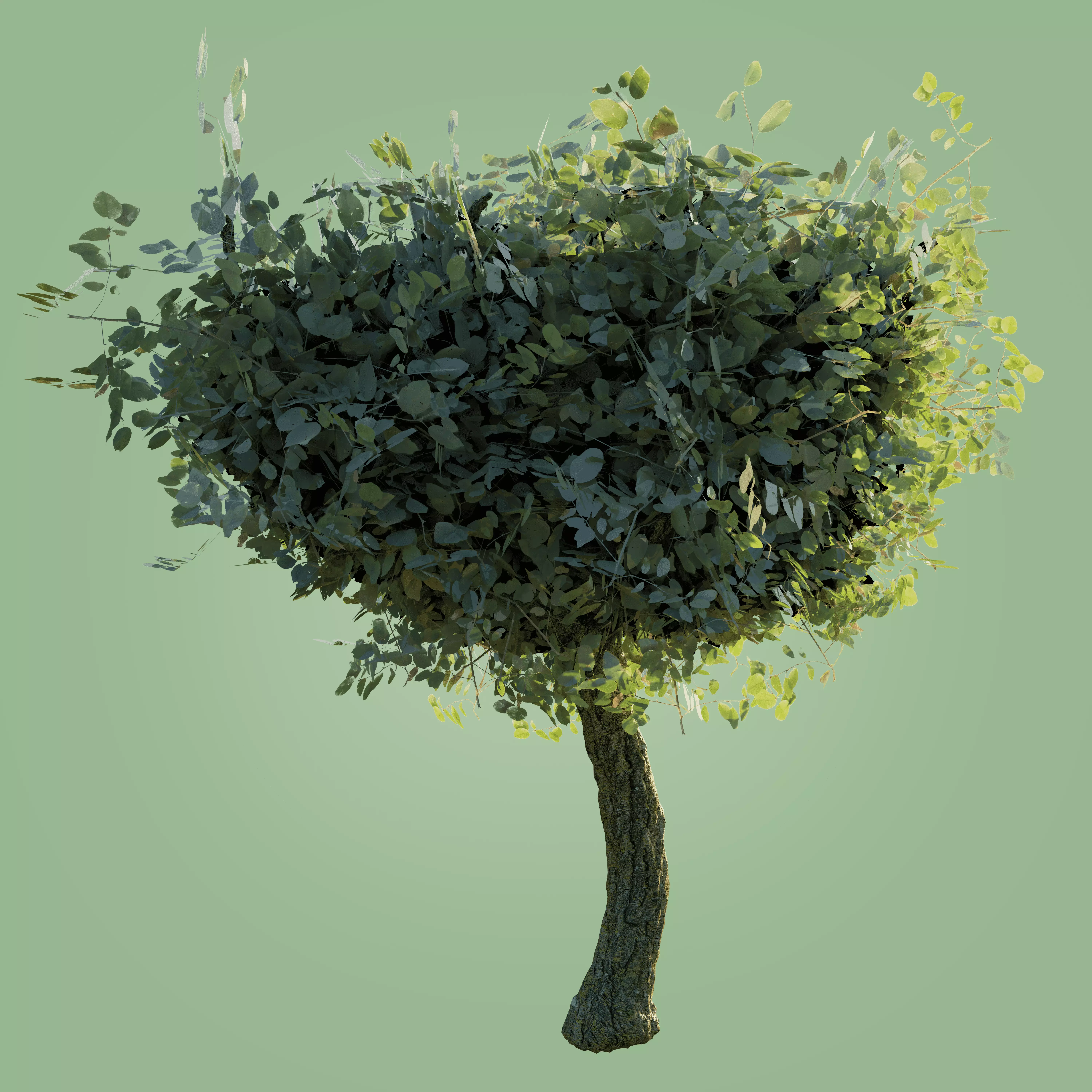 High-Poly Tree Model eucalyptus Low-poly 3D model_0