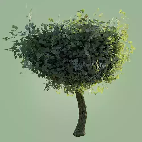 High-Poly Tree Model eucalyptus Low-poly 3D model