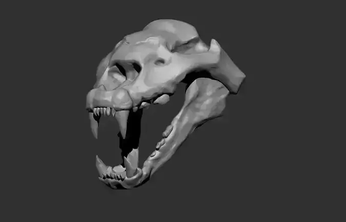 cheetah skull