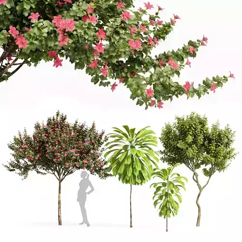 Orchid Fragrant Flower Broad Leaved Palm Lily Joy Perfume 3D model