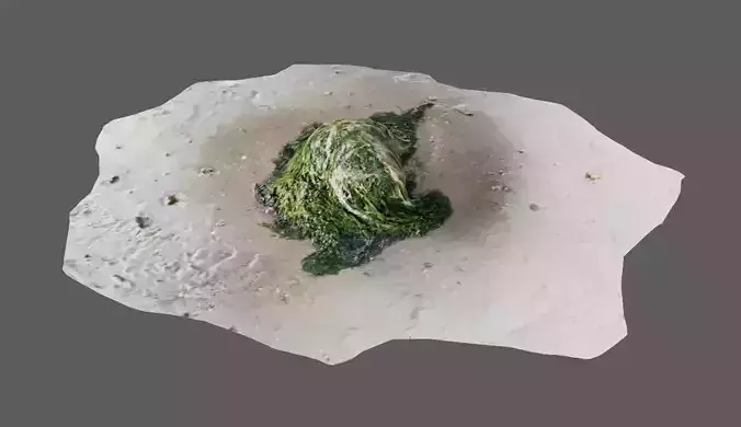 Realistic Algae Rock on Beach Photoscan 