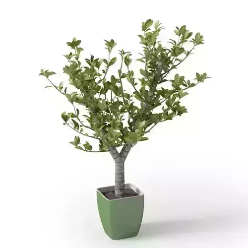 Potted Green Plant
