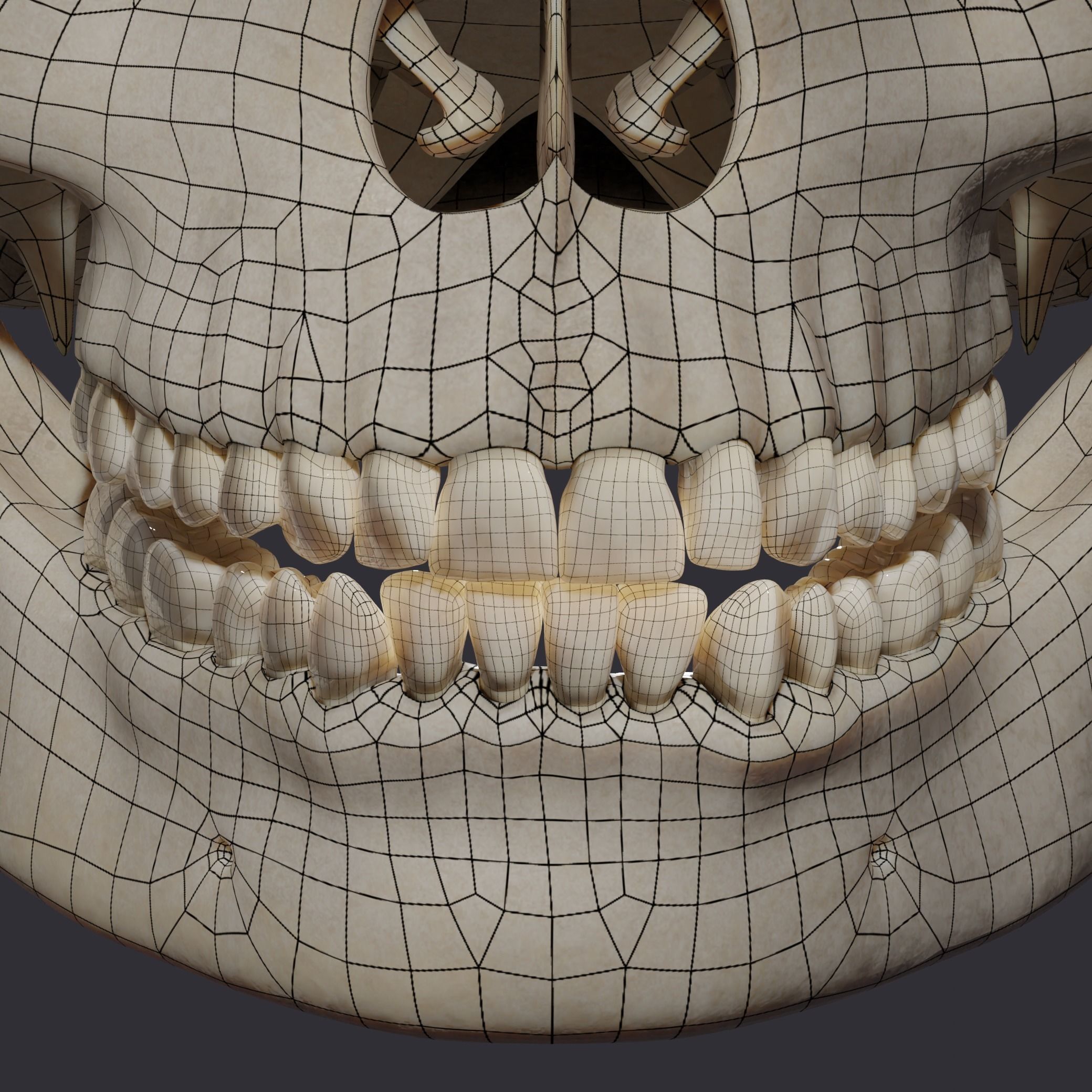 Skull bones  3D model_2