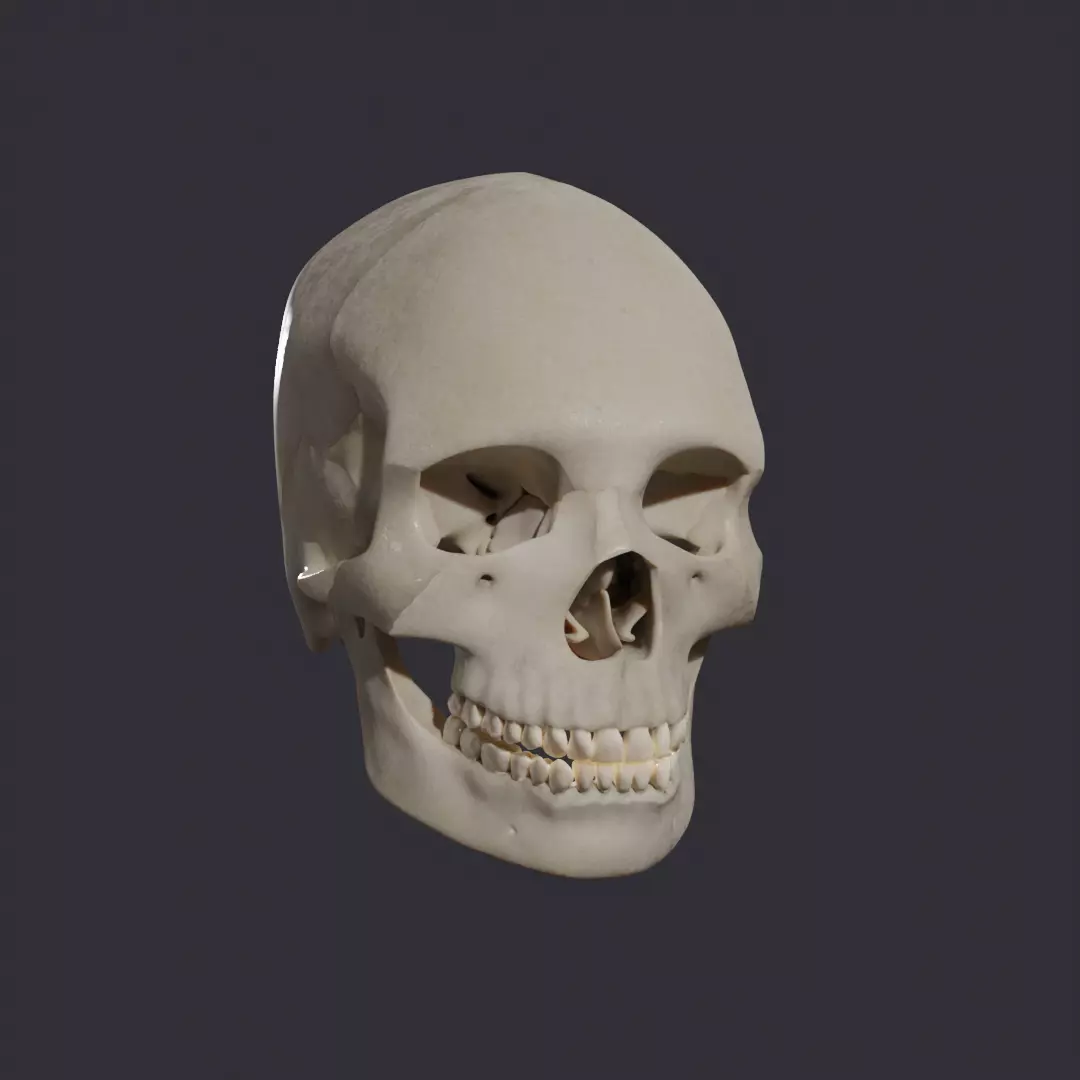 Skull bones  3D model_0