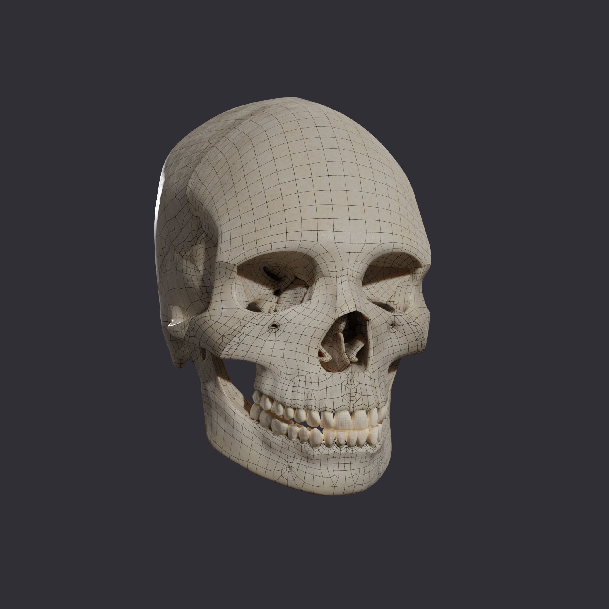 Skull bones  3D model_1