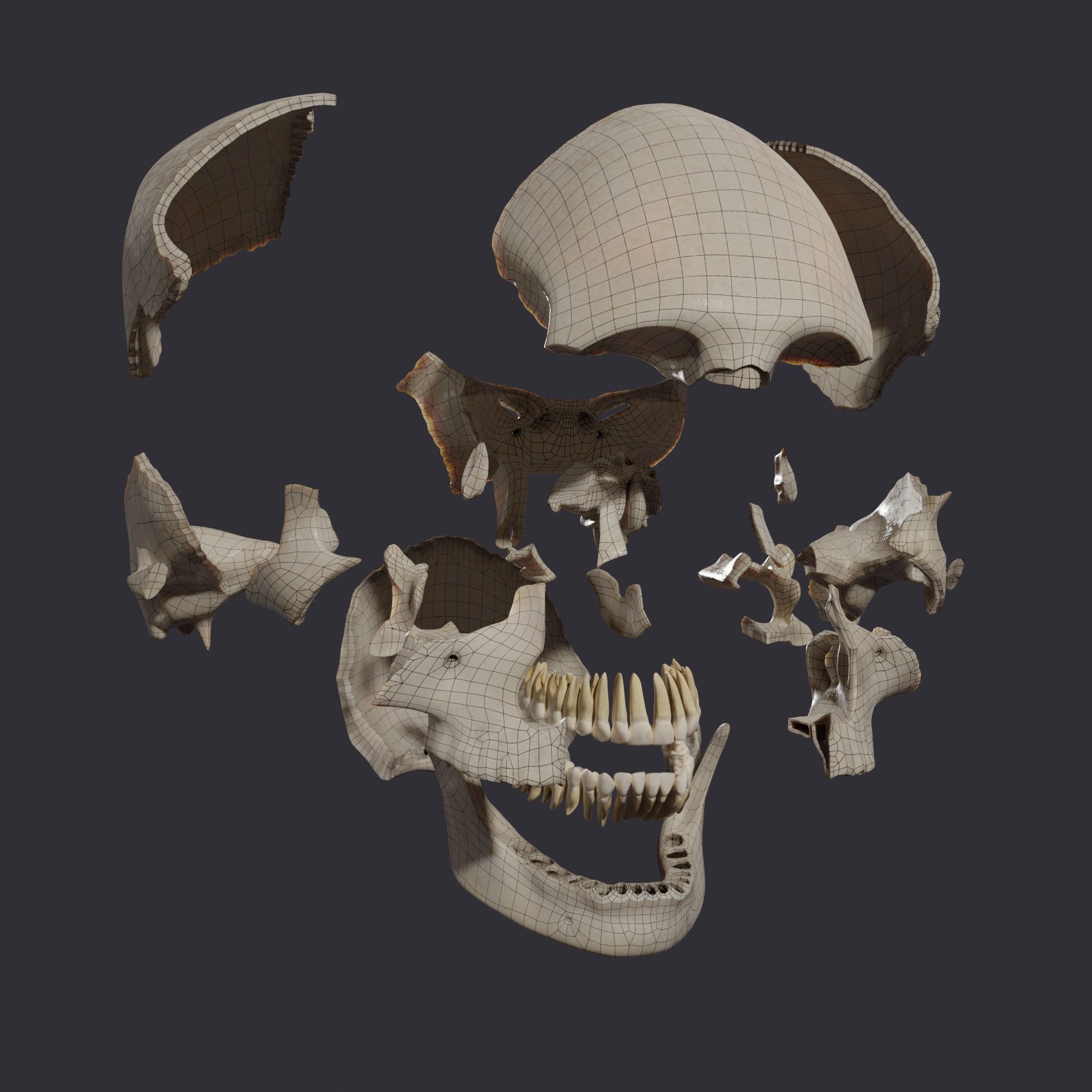 Skull bones  3D model_5