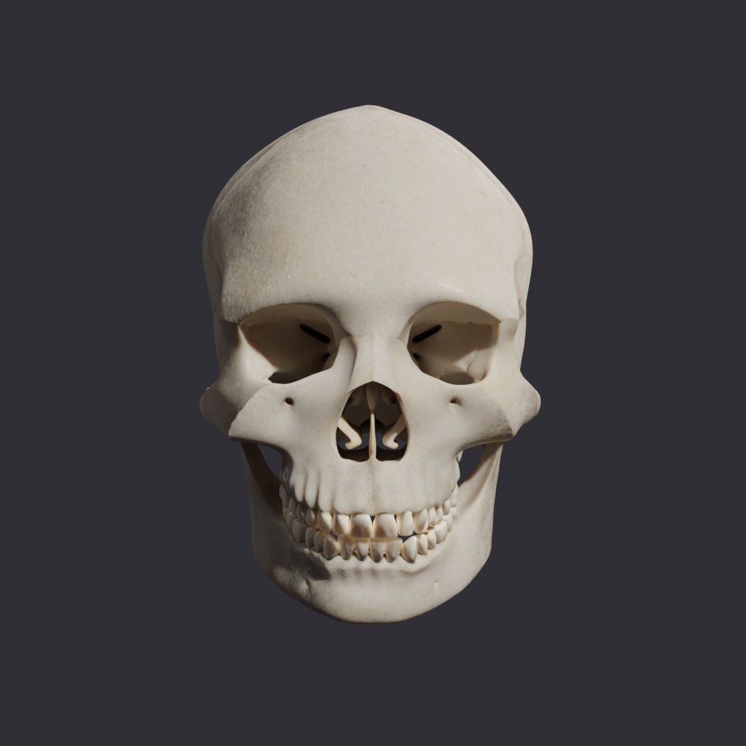 Skull bones  3D model_13