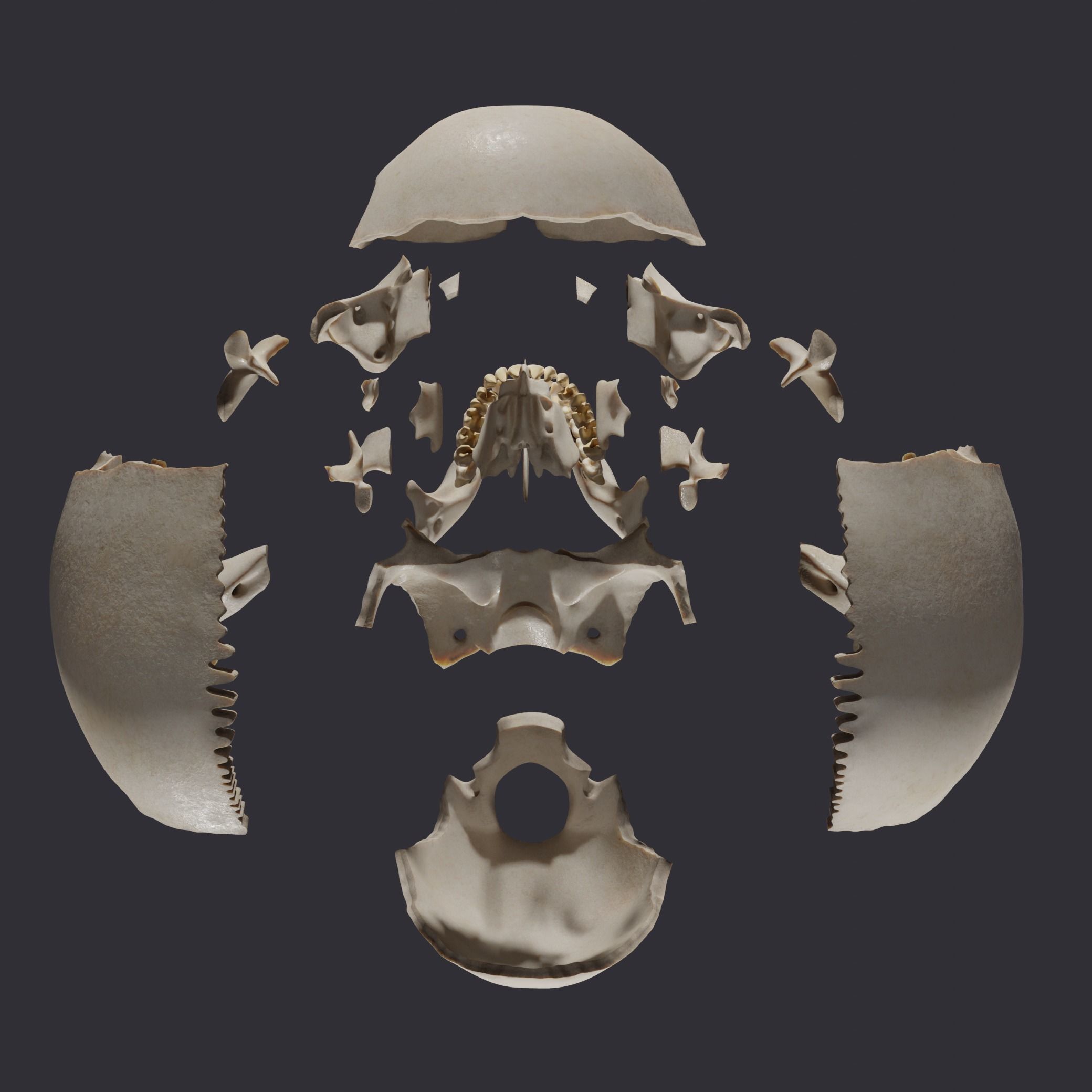 Skull bones  3D model_6