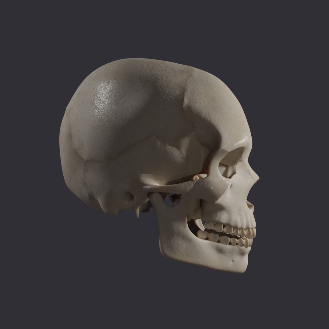 Skull bones  3D model_12