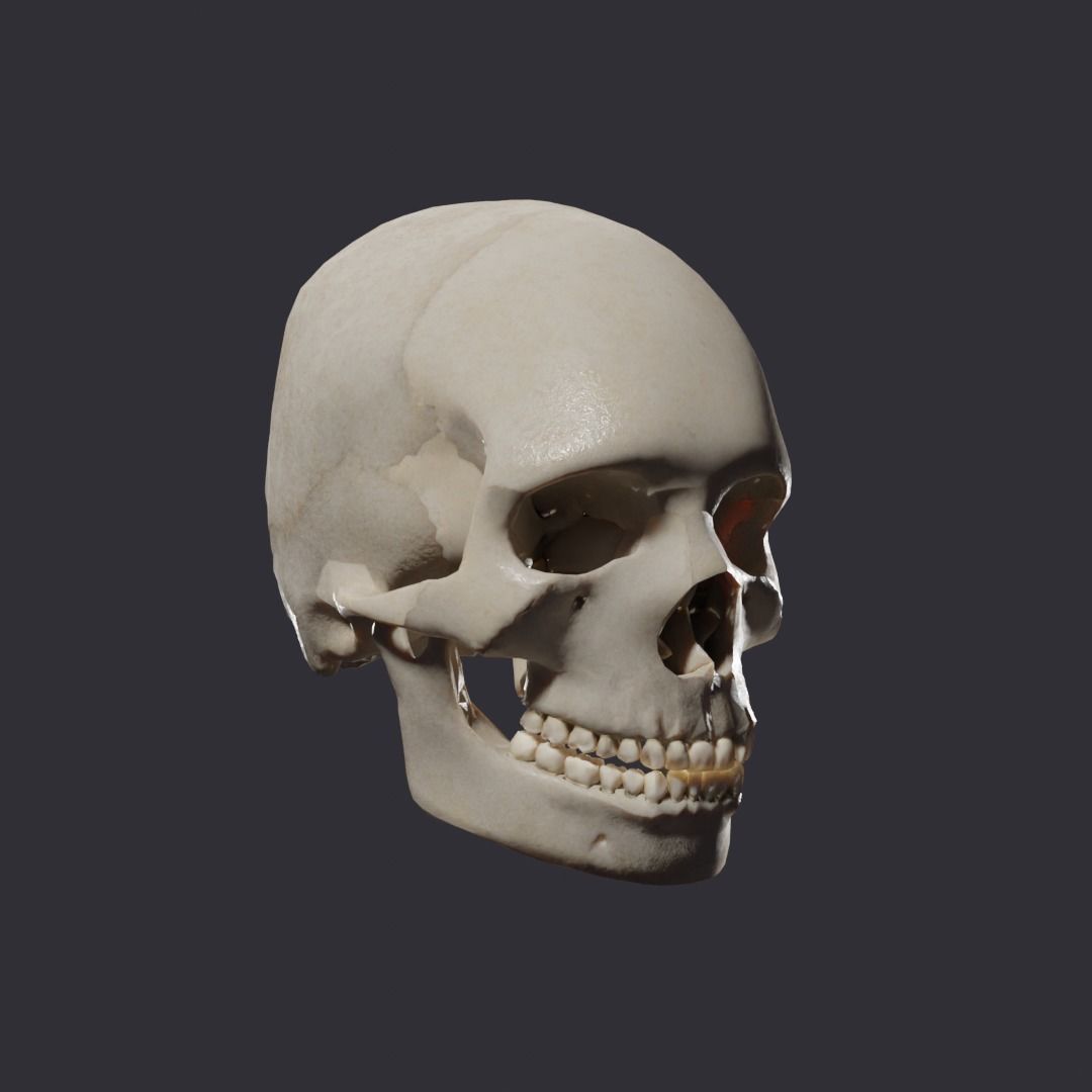 Skull bones  3D model_9