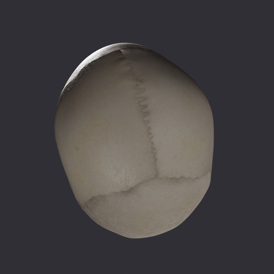 Skull bones  3D model_11