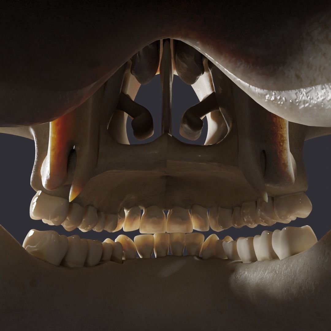 Skull bones  3D model_10