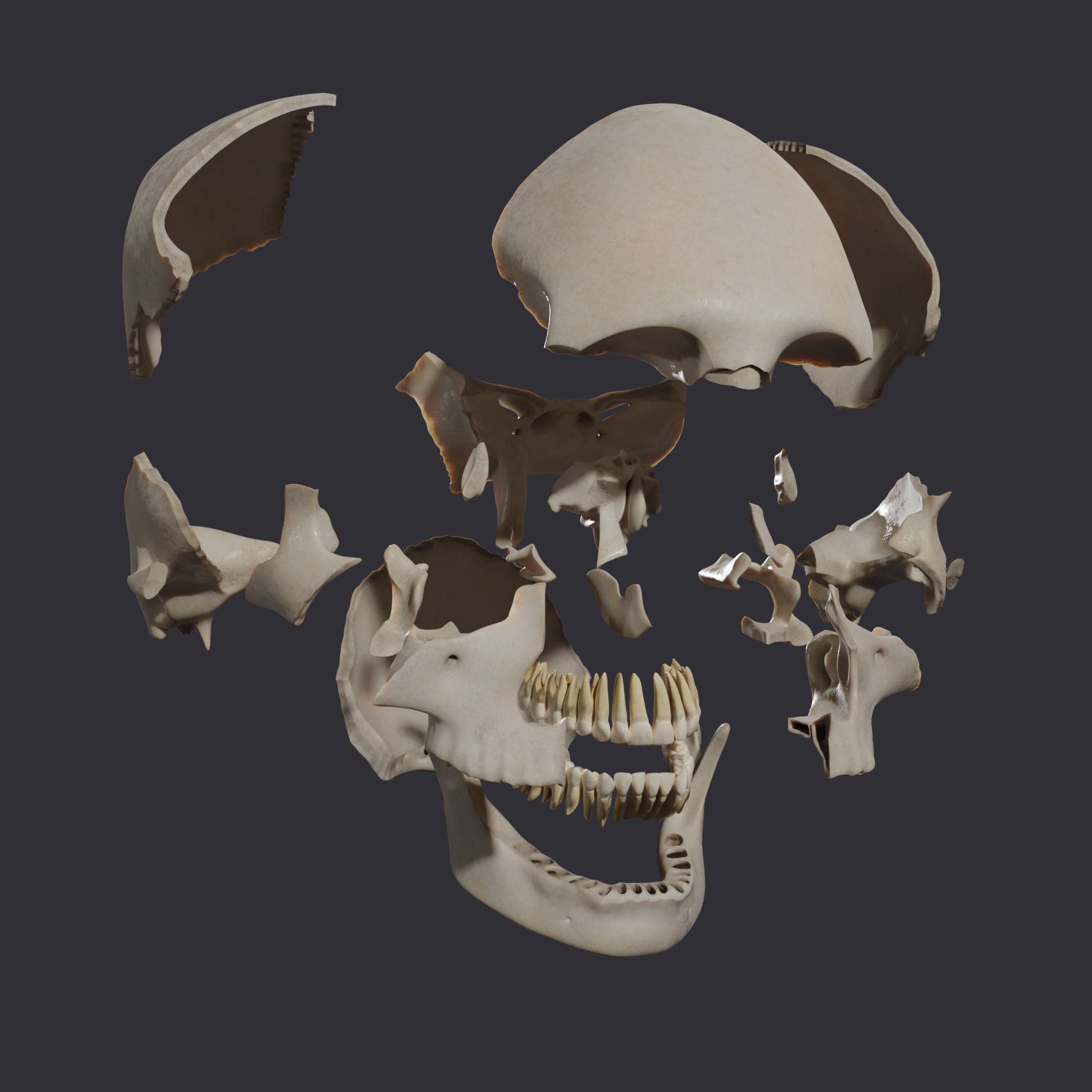 Skull bones  3D model_4