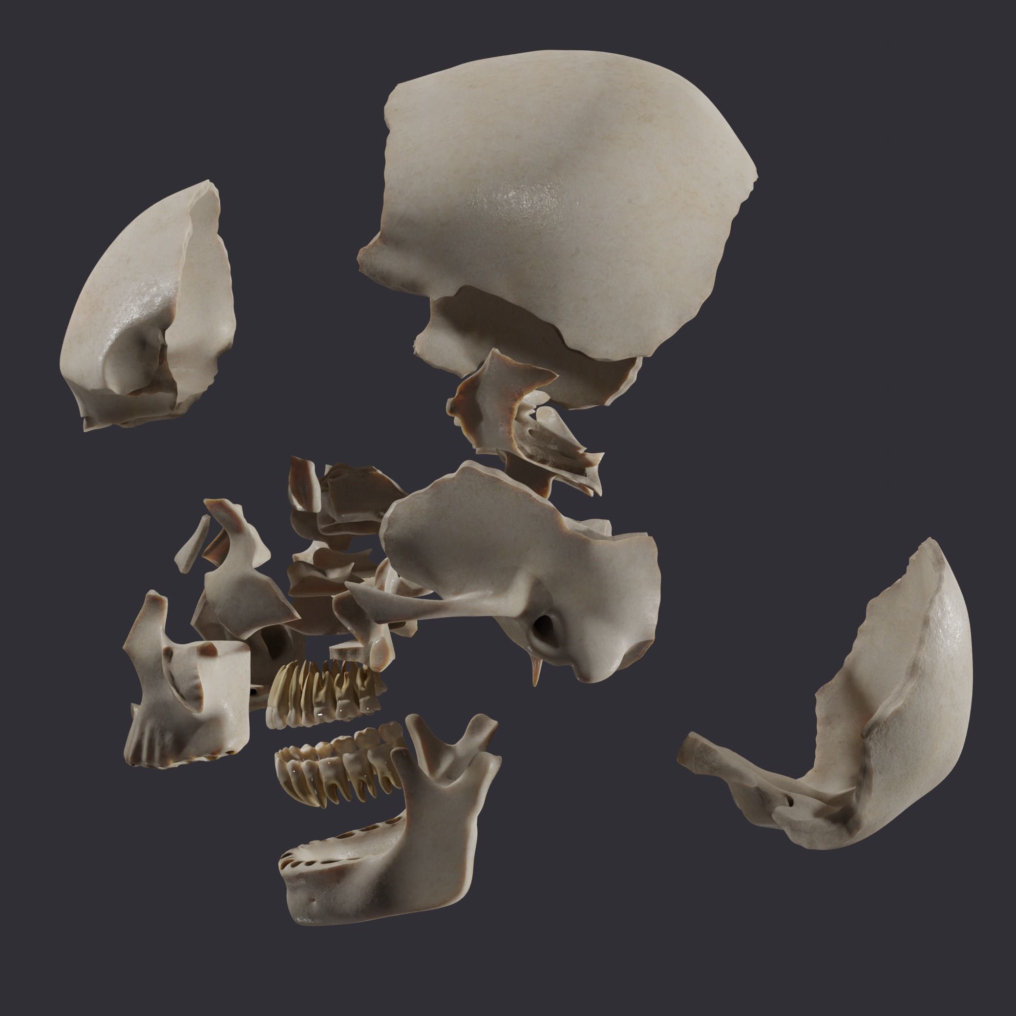 Skull bones  3D model_8