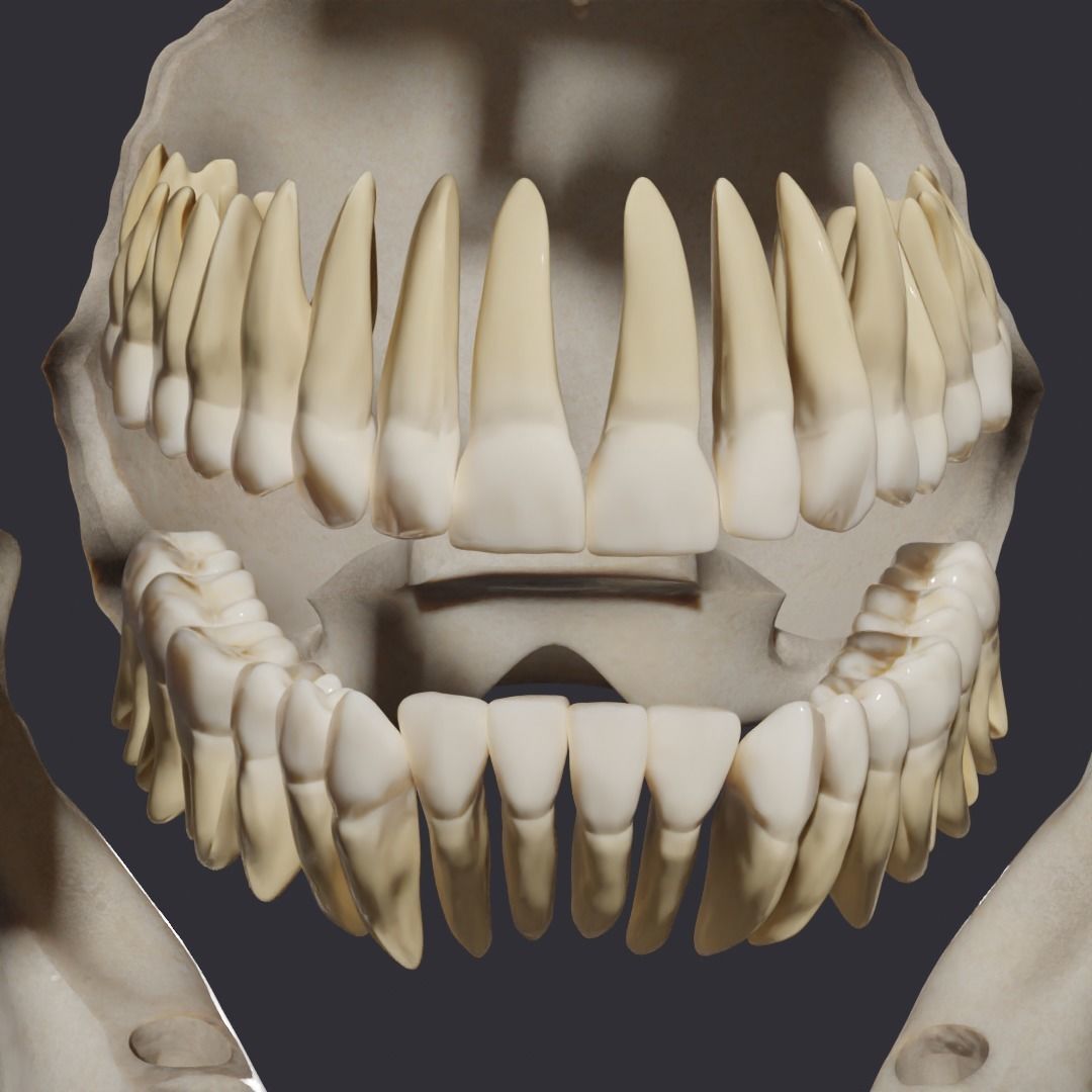 Skull bones  3D model_7