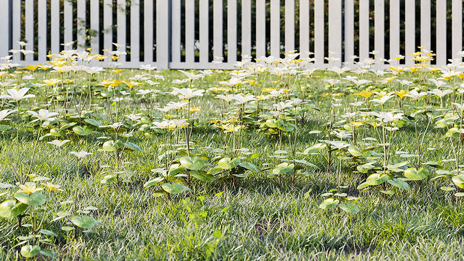 Marsh-marigold two flowers 3D model