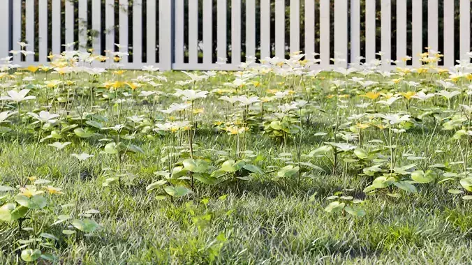 Marsh-marigold two flowers
