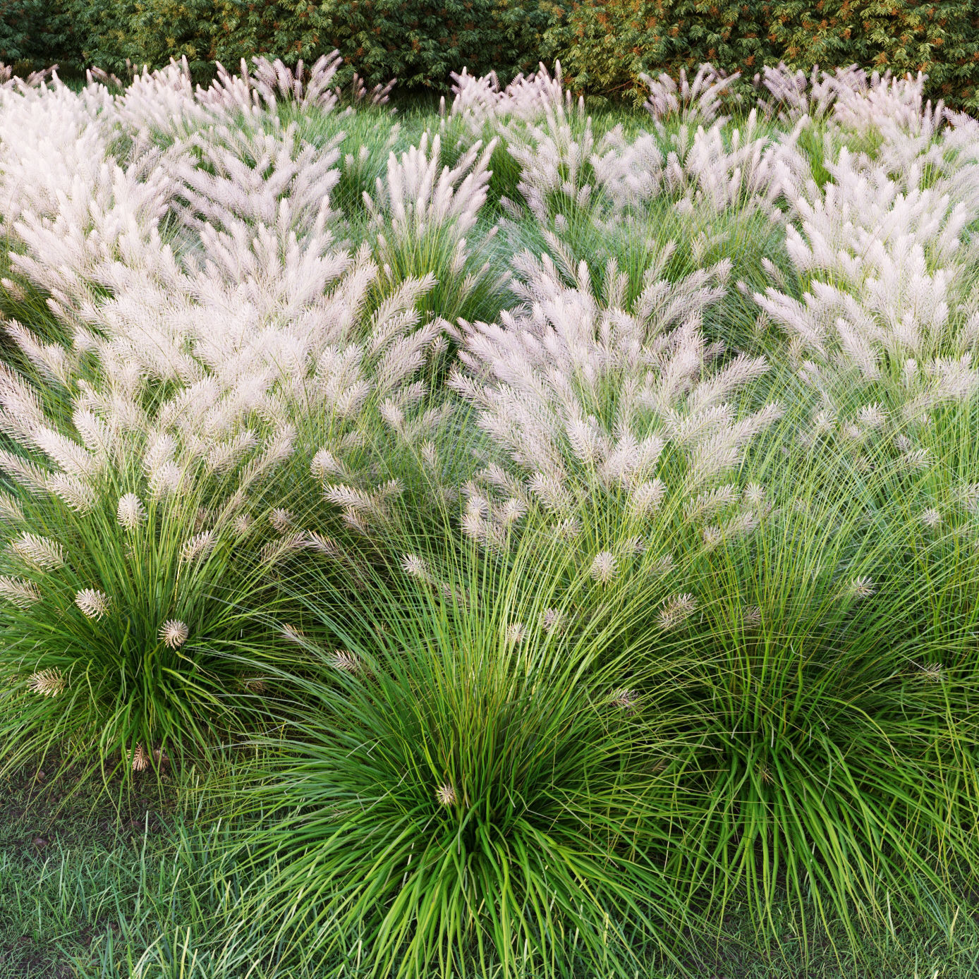 Muhlenbergia grass 3D model_7