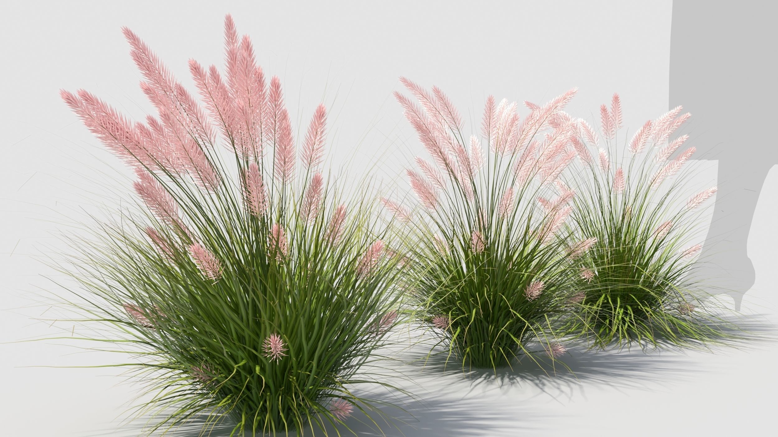 Muhlenbergia grass 3D model_2