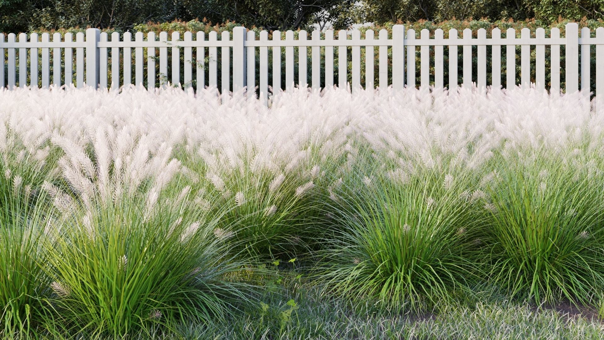 Muhlenbergia grass 3D model_8