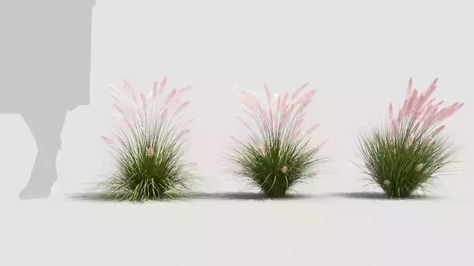 Muhlenbergia grass 3D model