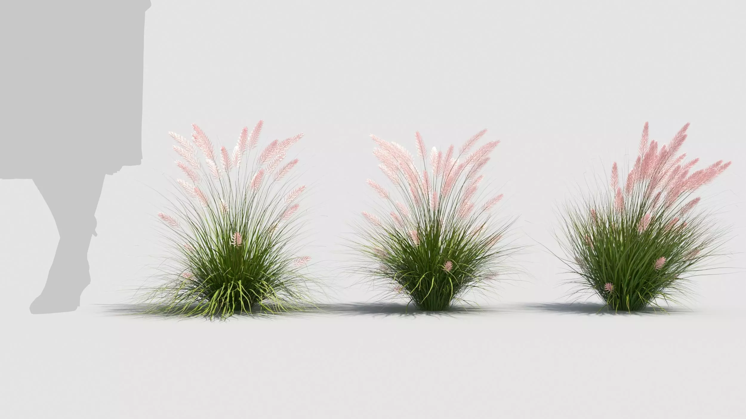 Muhlenbergia grass 3D model_0