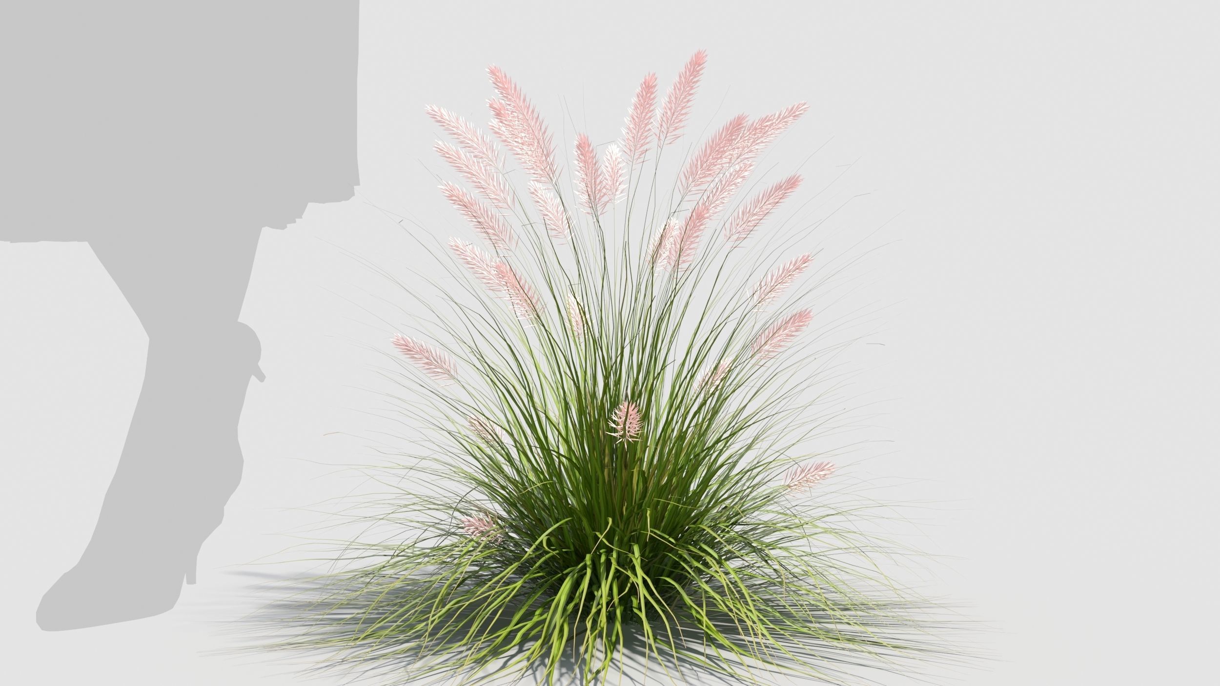 Muhlenbergia grass 3D model_5
