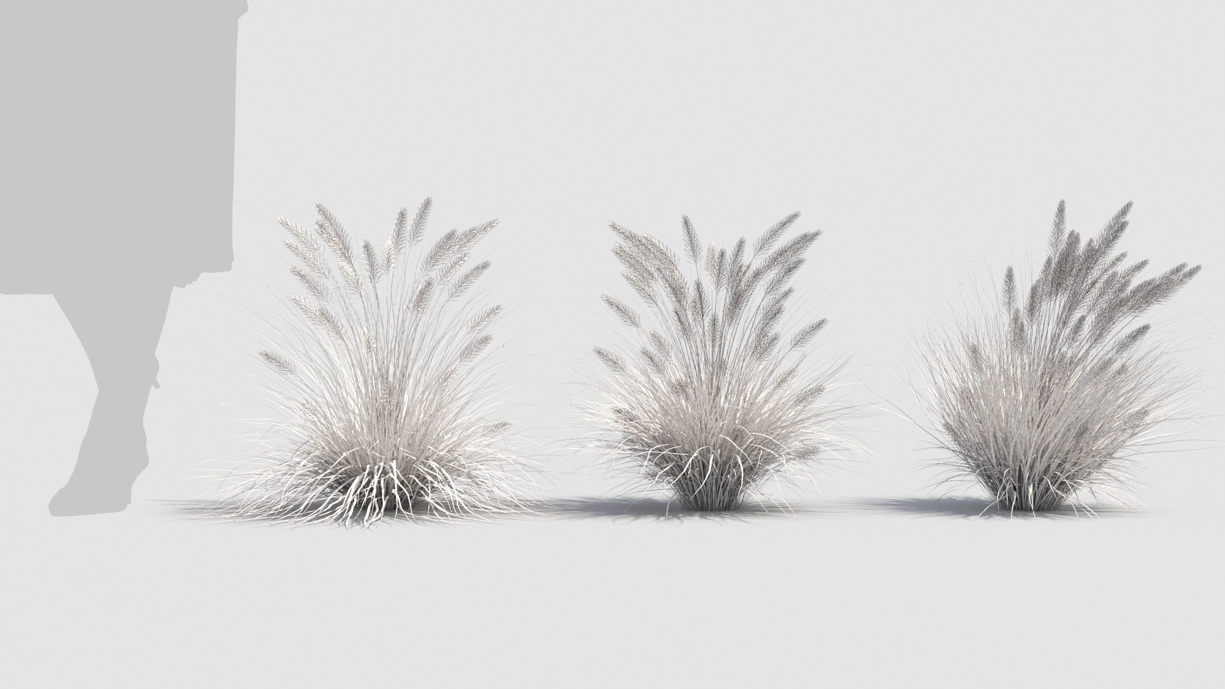 Muhlenbergia grass 3D model_10