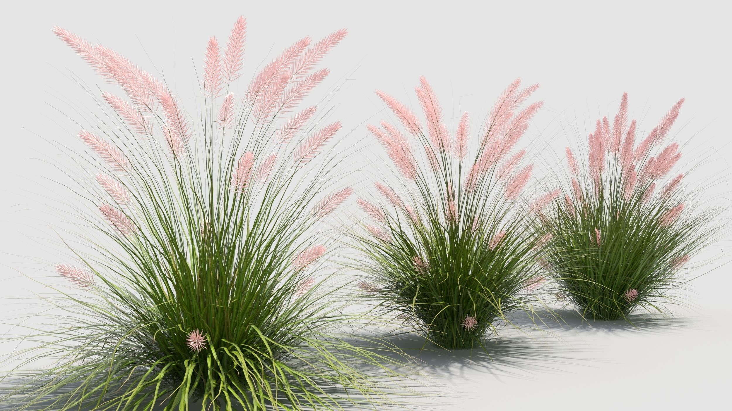 Muhlenbergia grass 3D model_1