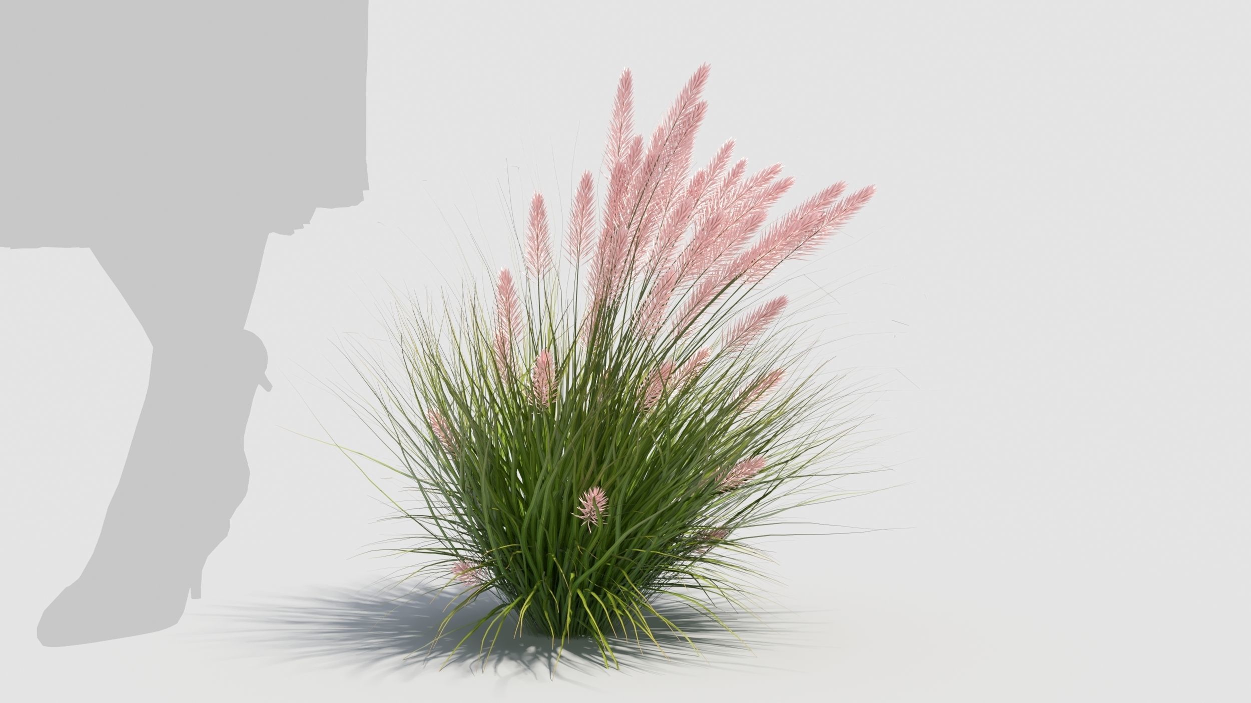 Muhlenbergia grass 3D model_6