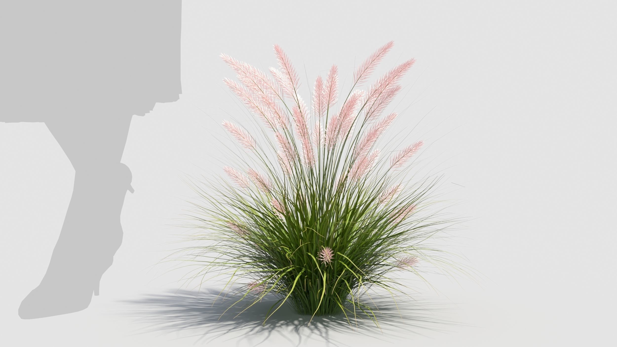 Muhlenbergia grass 3D model_4