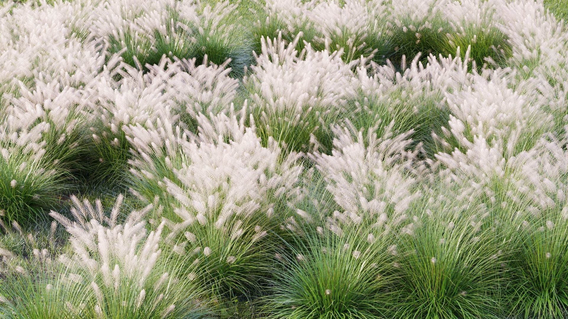 Muhlenbergia grass 3D model_9