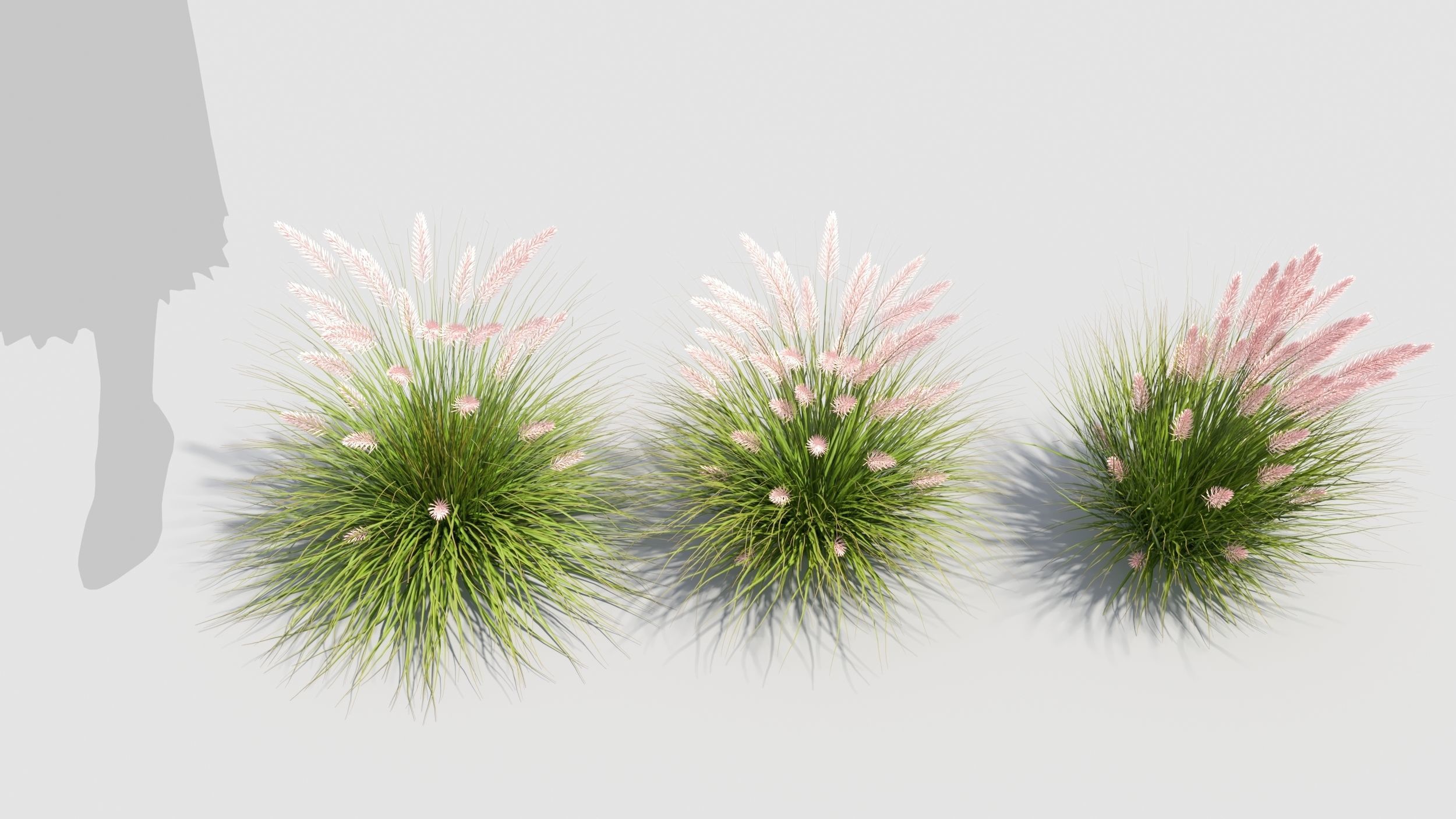 Muhlenbergia grass 3D model_3