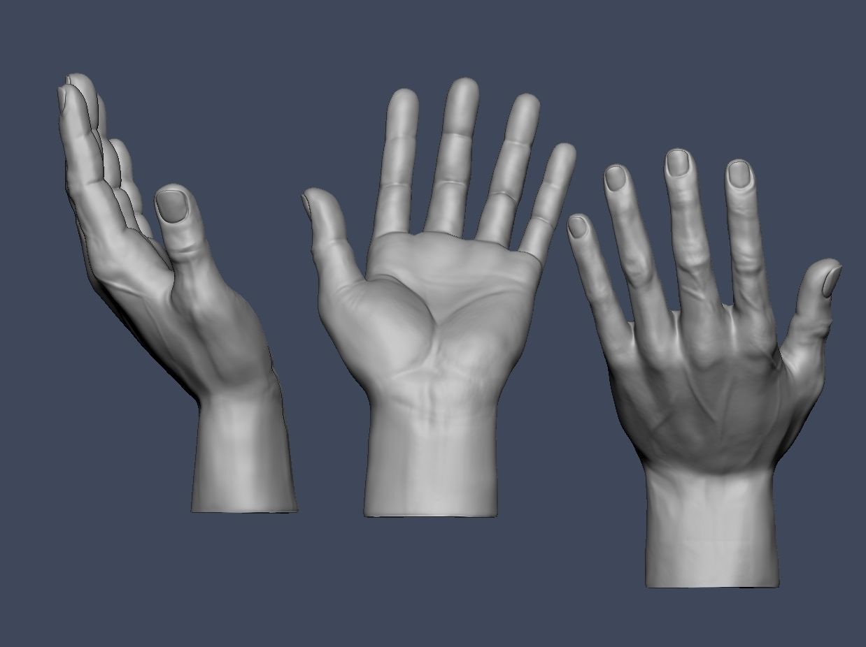 Hands anatomy collection 3D print model_5