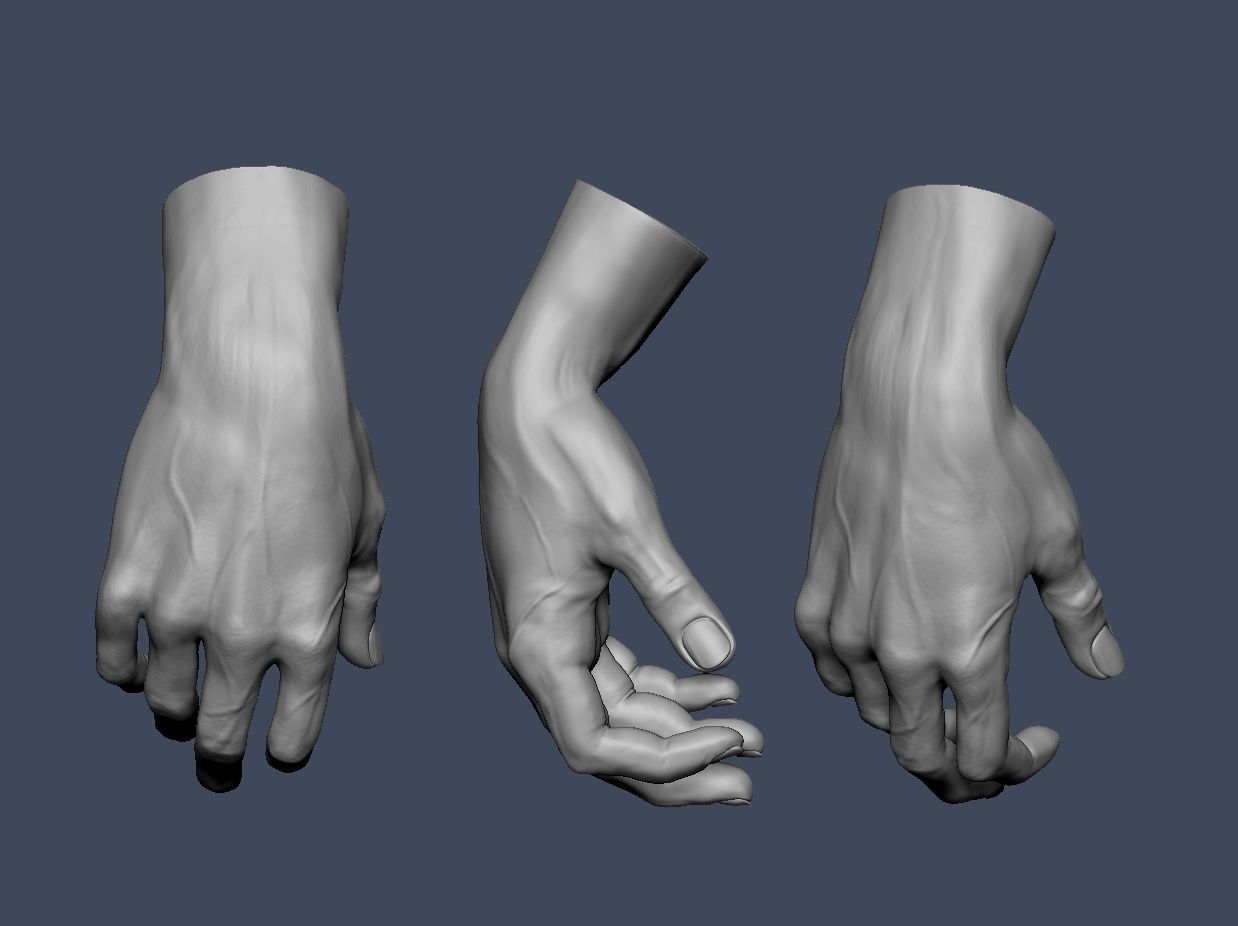 Hands anatomy collection 3D print model_7