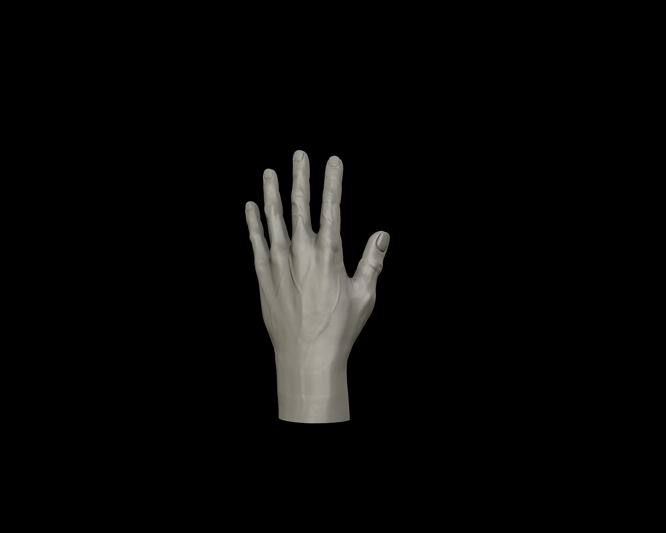 Hands anatomy collection 3D print model_12