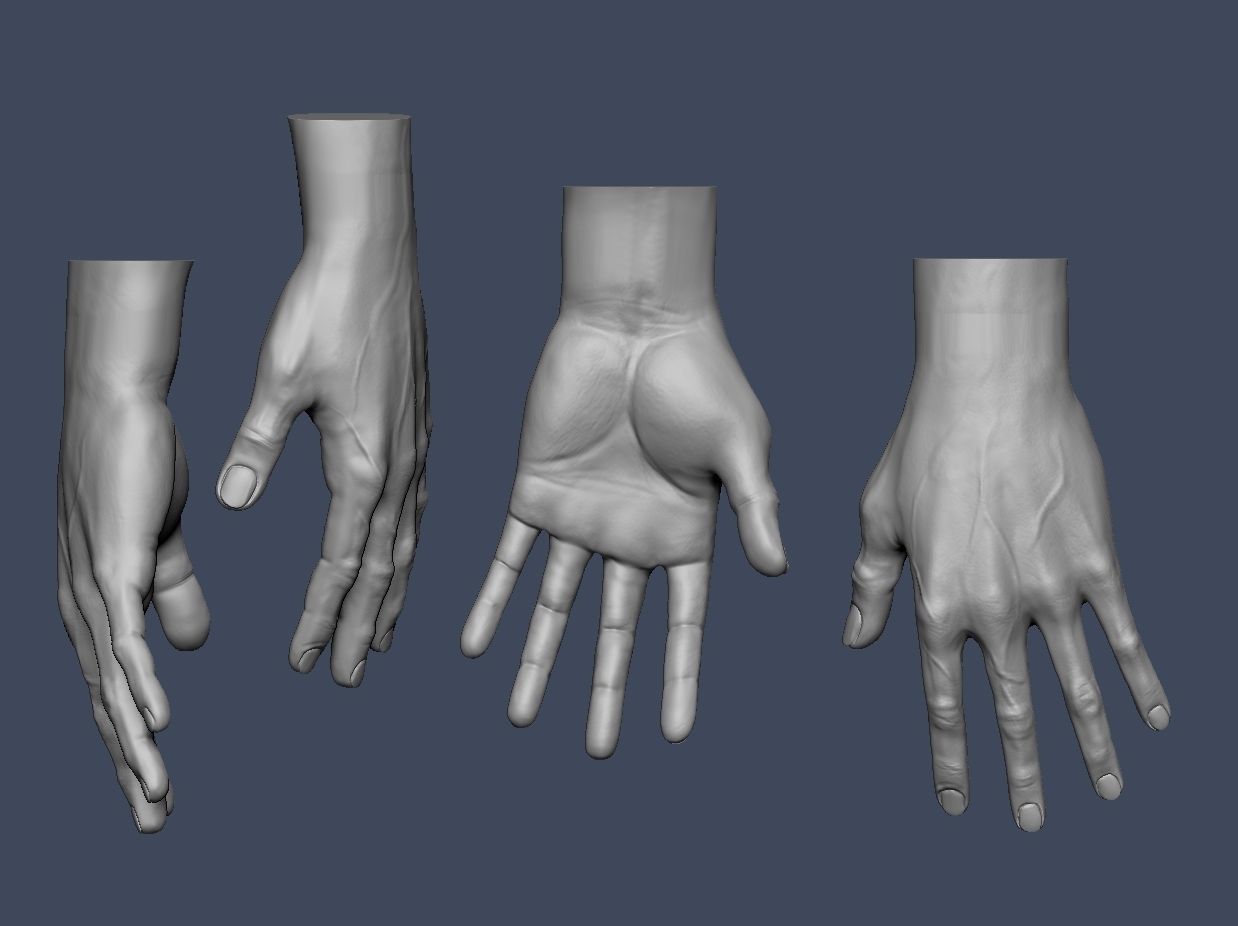 Hands anatomy collection 3D print model_8