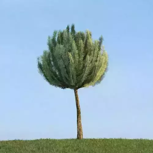 Green Pine Tree On Grass